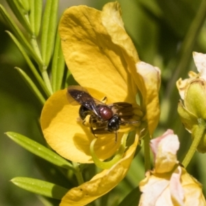 Lasioglossum (Callalictus) callomelittinum at Acton, ACT - 10 Nov 2020 11:36 AM