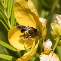 Lasioglossum (Callalictus) callomelittinum at Acton, ACT - 10 Nov 2020 11:36 AM