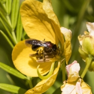 Lasioglossum (Callalictus) callomelittinum at Acton, ACT - 10 Nov 2020 11:36 AM