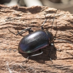 Chalcopteroides columbinus (Rainbow darkling beetle) at Cook, ACT - 28 Sep 2020 by AlisonMilton