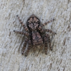 Servaea incana (Hoary Servaea) at Cook, ACT - 28 Sep 2020 by AlisonMilton