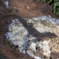 Christinus marmoratus (Southern Marbled Gecko) at Cook, ACT - 28 Sep 2020 by AlisonMilton