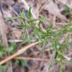 Vittadinia muelleri at Cook, ACT - 25 Feb 2021