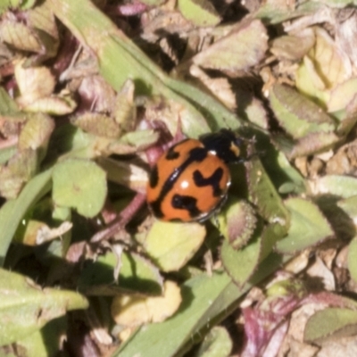 Coccinella transversalis (Transverse Ladybird) at Cook, ACT - 28 Sep 2020 by AlisonMilton