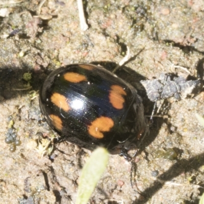 Paropsisterna octosignata (Eucalyptus leaf beetle) at Cook, ACT - 28 Sep 2020 by AlisonMilton