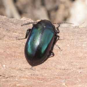 Chalcopteroides columbinus at Cook, ACT - 28 Sep 2020