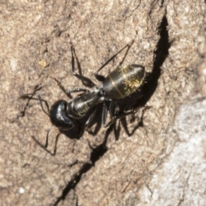 Camponotus aeneopilosus at Cook, ACT - 28 Sep 2020 12:40 PM