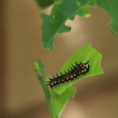 Papilio anactus (Dainty Swallowtail) at Kaleen, ACT - 27 Feb 2021 by Tammy