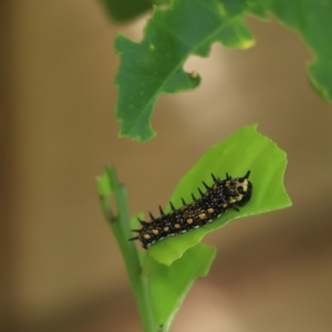 Papilio anactus at Kaleen, ACT - 27 Feb 2021