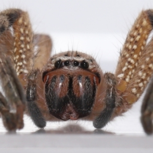 Neosparassus calligaster at Evatt, ACT - 25 Feb 2021