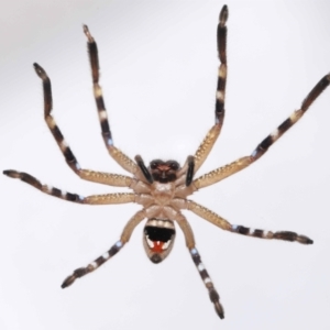 Neosparassus calligaster at Evatt, ACT - 25 Feb 2021