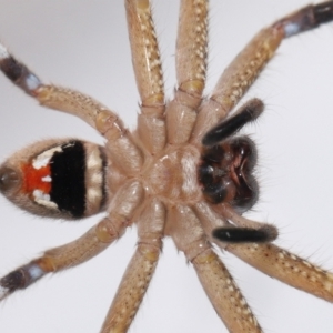 Neosparassus calligaster at Evatt, ACT - 25 Feb 2021