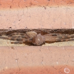 Neosparassus calligaster at Evatt, ACT - 25 Feb 2021