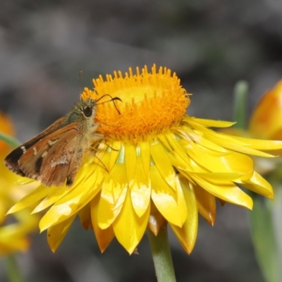 Dispar compacta (Barred Skipper) at Acton, ACT - 26 Feb 2021 by TimL