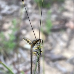 Ascalaphidae (family) (Owlfly) at Burra, NSW - 18 Dec 2020 by Safarigirl