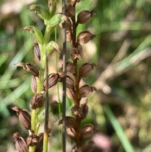 Microtis sp. at Burra, NSW - suppressed