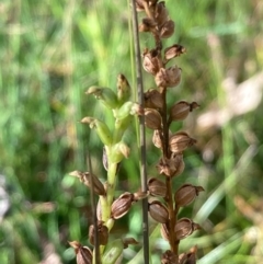 Microtis sp. at Burra, NSW - suppressed