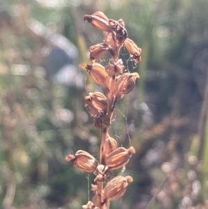 Microtis sp. at Burra, NSW - suppressed