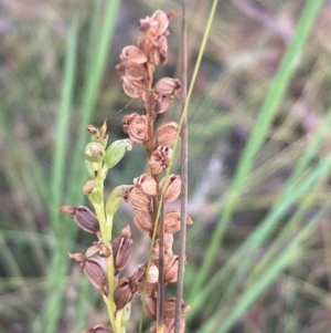 Microtis sp. at Burra, NSW - suppressed