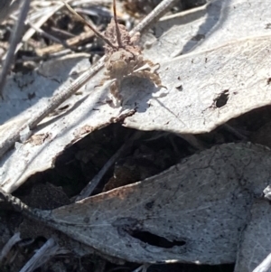 Eurybrachidae (family) at Burra, NSW - 27 Feb 2021