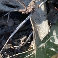 Eurybrachidae (family) at Burra, NSW - 27 Feb 2021