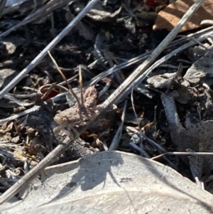 Eurybrachidae (family) at Burra, NSW - 27 Feb 2021