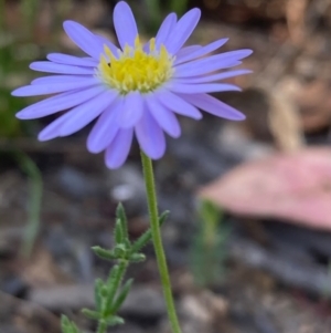 Brachyscome rigidula at Burra, NSW - 27 Feb 2021