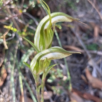 Diplodium ampliatum (Large Autumn Greenhood) at Burra, NSW - 27 Feb 2021 by Safarigirl