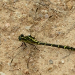 Austrogomphus ochraceus (Jade Hunter) at Cotter River, ACT - 24 Feb 2021 by Christine