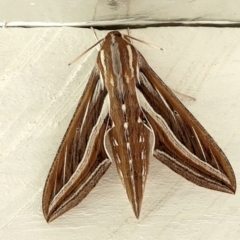 Hippotion celerio (Vine Hawk Moth) at Crooked Corner, NSW - 27 Feb 2021 by Milly