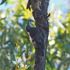 Cormobates leucophaea (White-throated Treecreeper) at Woodstock Nature Reserve - 27 Feb 2021 by wombey