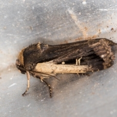 Proteuxoa tortisigna (Streaked Rictonis Moth) at Melba, ACT - 16 Feb 2021 by Bron