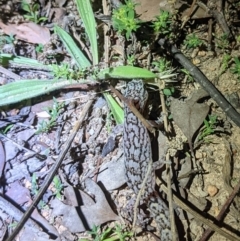 Christinus marmoratus (Southern Marbled Gecko) at Tuggeranong DC, ACT - 27 Feb 2021 by Gina