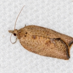 Epiphyas postvittana (Light Brown Apple Moth) at Melba, ACT - 16 Feb 2021 by Bron