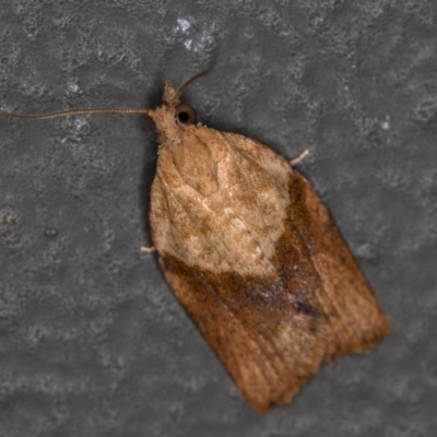 Epiphyas postvittana (Light Brown Apple Moth) at Melba, ACT - 16 Feb 2021 by Bron