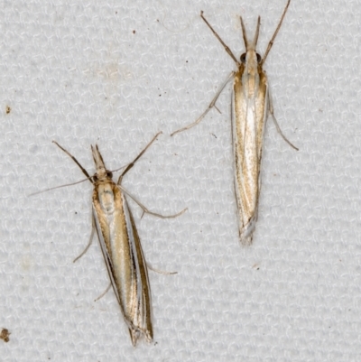 Hednota species near grammellus (Pyralid or snout moth) at Melba, ACT - 16 Feb 2021 by Bron