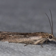 Faveria tritalis at Melba, ACT - 16 Feb 2021 12:11 PM