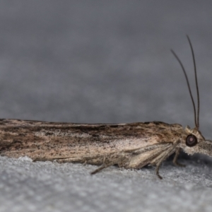 Faveria tritalis at Melba, ACT - 16 Feb 2021 12:11 PM
