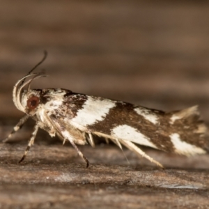 Macrobathra desmotoma at Melba, ACT - 16 Feb 2021 12:15 PM