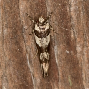 Macrobathra desmotoma at Melba, ACT - 16 Feb 2021