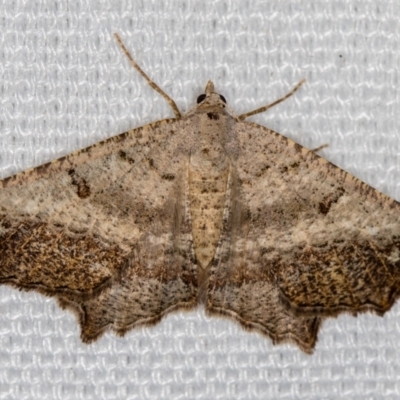 Dissomorphia australiaria (Dissomorphia australiaria) at Melba, ACT - 16 Feb 2021 by Bron