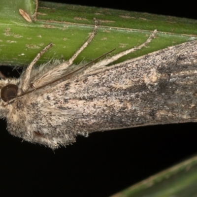 Dasygaster padockina (Tasmanian Cutworm) at Melba, ACT - 16 Feb 2021 by Bron