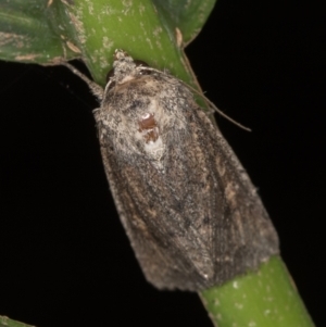 Dasygaster padockina at Melba, ACT - 16 Feb 2021