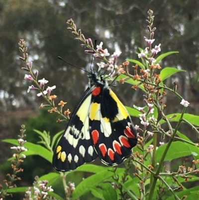 Delias aganippe (Spotted Jezebel) at Boro, NSW - 27 Feb 2021 by mcleana