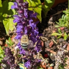 Amegilla (Notomegilla) chlorocyanea (Blue Banded Bee) at Thurgoona, NSW - 28 Feb 2021 by ChrisAllen