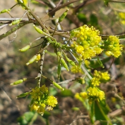 Rorippa palustris (Marsh Watercress) at Lake Burley Griffin Central/East - 27 Feb 2021 by tpreston