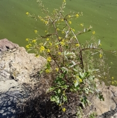 Rorippa palustris at Kingston, ACT - 28 Feb 2021 10:13 AM