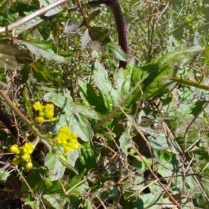 Rorippa palustris at Kingston, ACT - 28 Feb 2021 10:13 AM