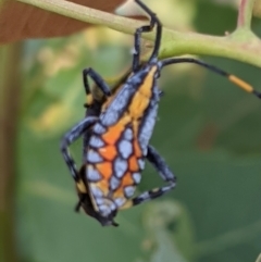 Amorbus alternatus (Eucalyptus Tip Bug) at Ryans Lagoon Wildlife Reserve - 24 Feb 2021 by ChrisAllen