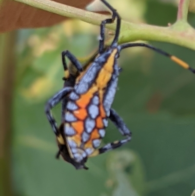 Amorbus alternatus (Eucalyptus Tip Bug) at Ryans Lagoon Wildlife Reserve - 24 Feb 2021 by ChrisAllen